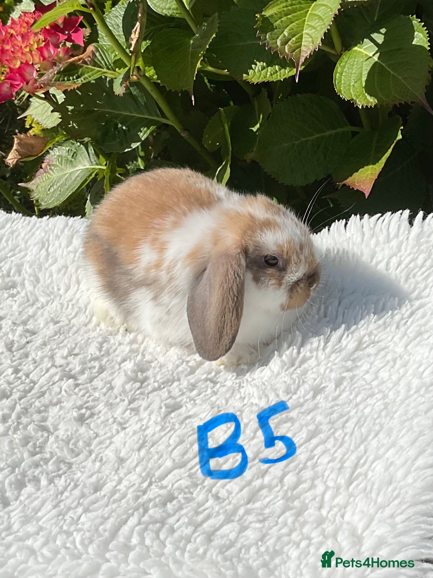 Mini Lop rabbits Pure bred mini lops baby rabbits   - Advert 2