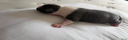 Staffordshire Bull Terrier dogs for sale: Beautiful Staffordshire Bull Terrier Pups - Advert 18
