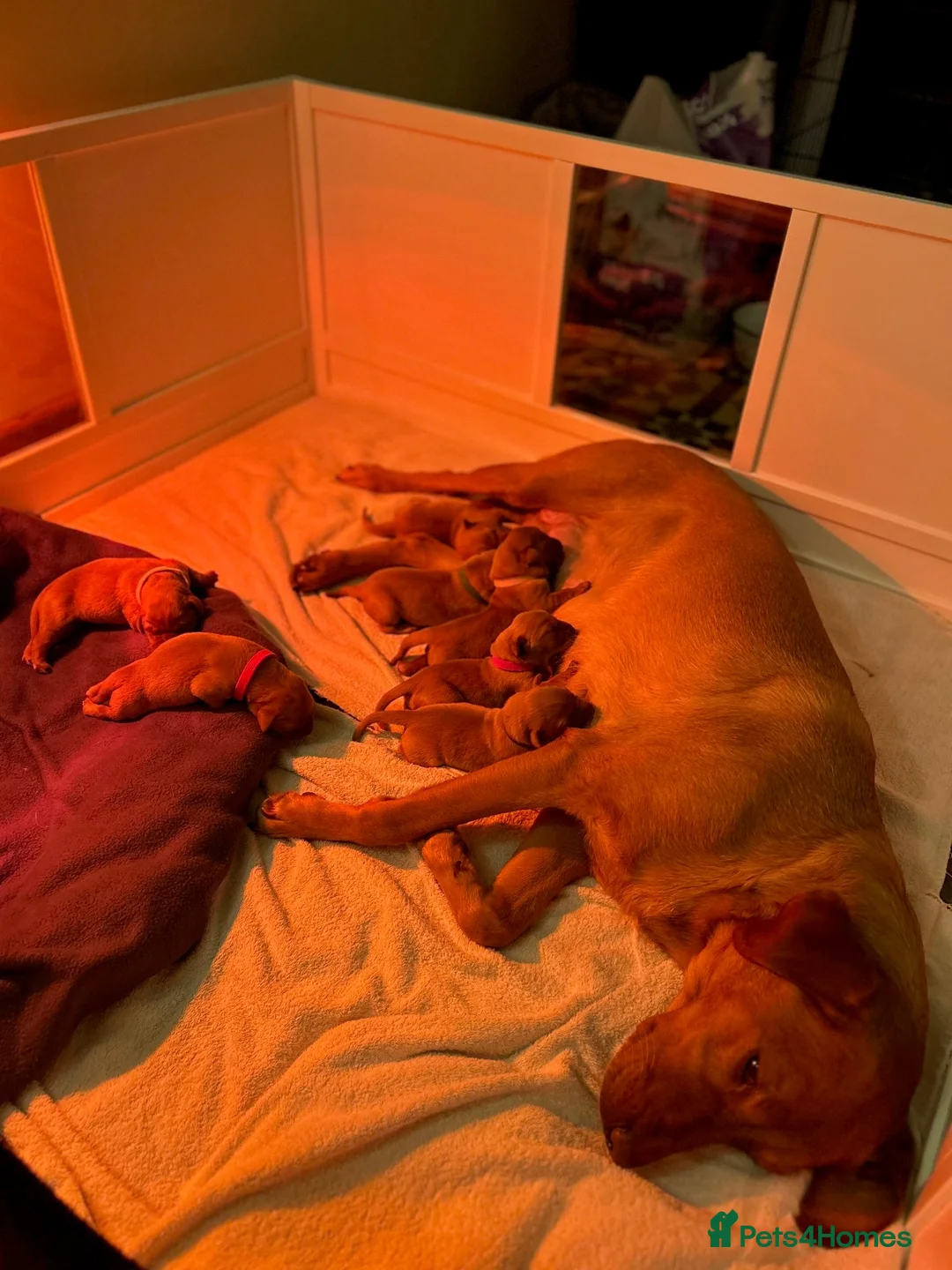 Labrador Retriever dogs for sale: KC Fox Red Labrador Retriever Puppies - Advert 27