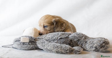 Miniature Dachshund dogs - Advert 5