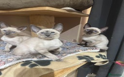 Siamese cats for sale: 3 affectionate Siamese kittens available  - Image 2