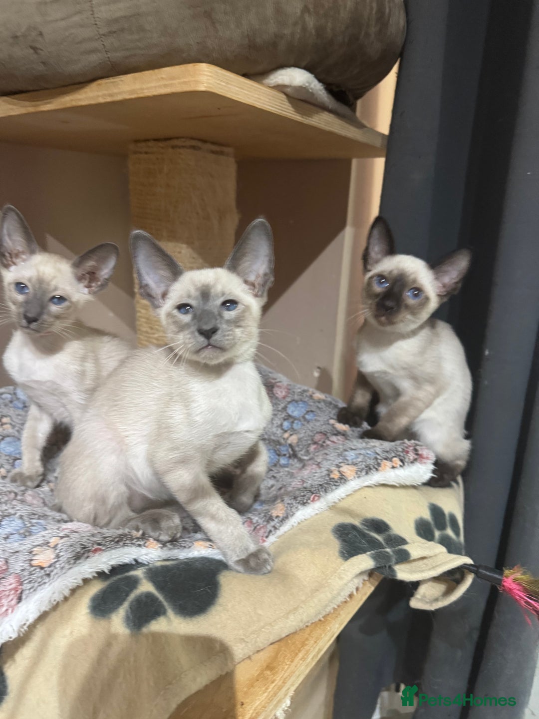 Siamese cats for sale: 3 affectionate Siamese kittens available  - Image 2