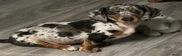 Miniature Dachshund dogs for sale: 😾  •• Miniature Dachshund Puppies  •• 🐺   - Advert 4