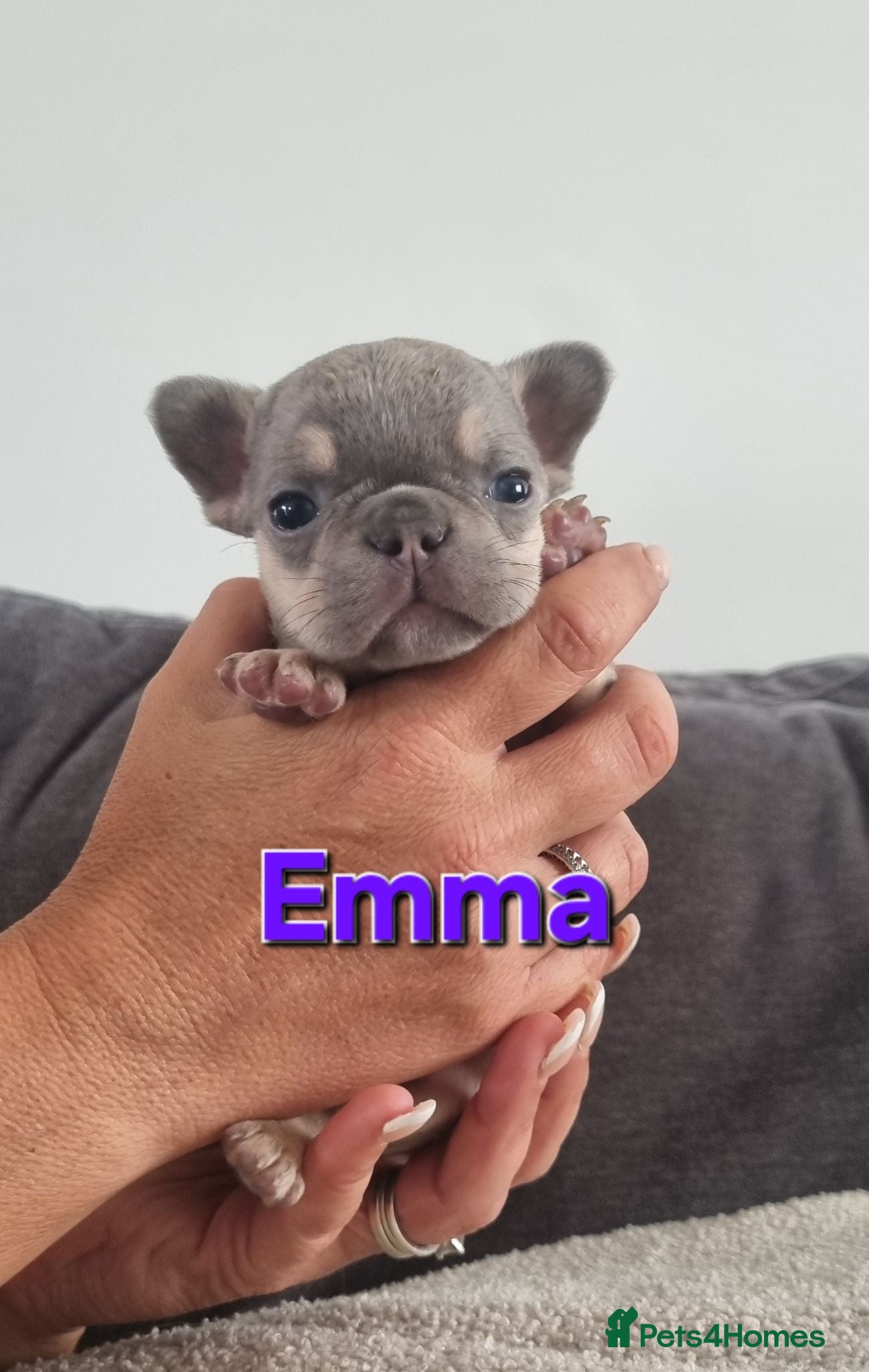 French Bulldog dogs Ready Chocolate & lilac French Bulldog puppy - Advert 1