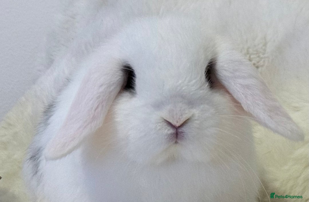 Mini Lop rabbits for sale: MiniLop Baby Boy ready now  - Advert 8