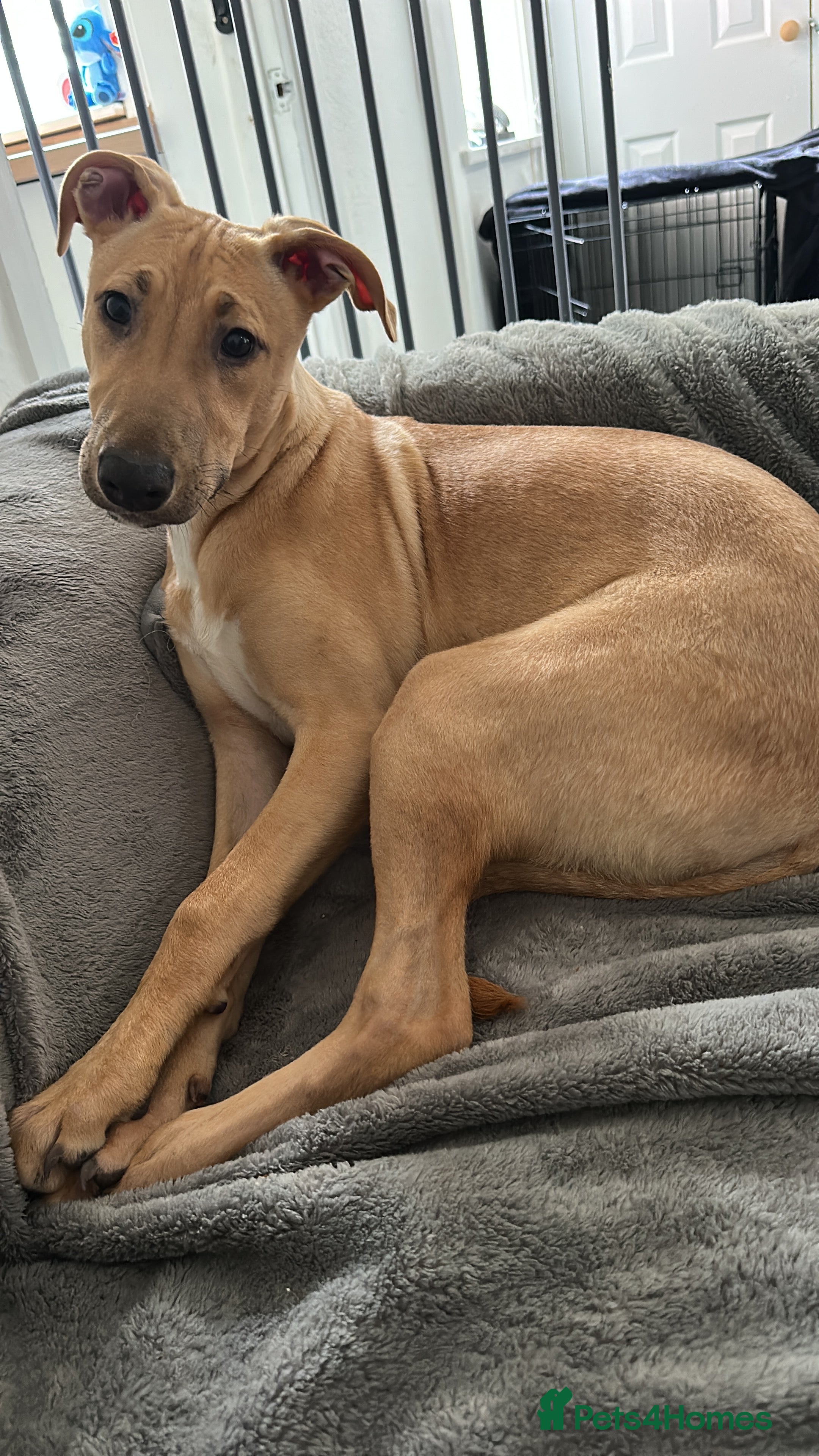 Lurcher dogs Chase lurcher puppy for sale  - Advert 1