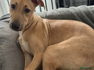 Lurcher dogs Chase lurcher puppy for sale - Advert 11