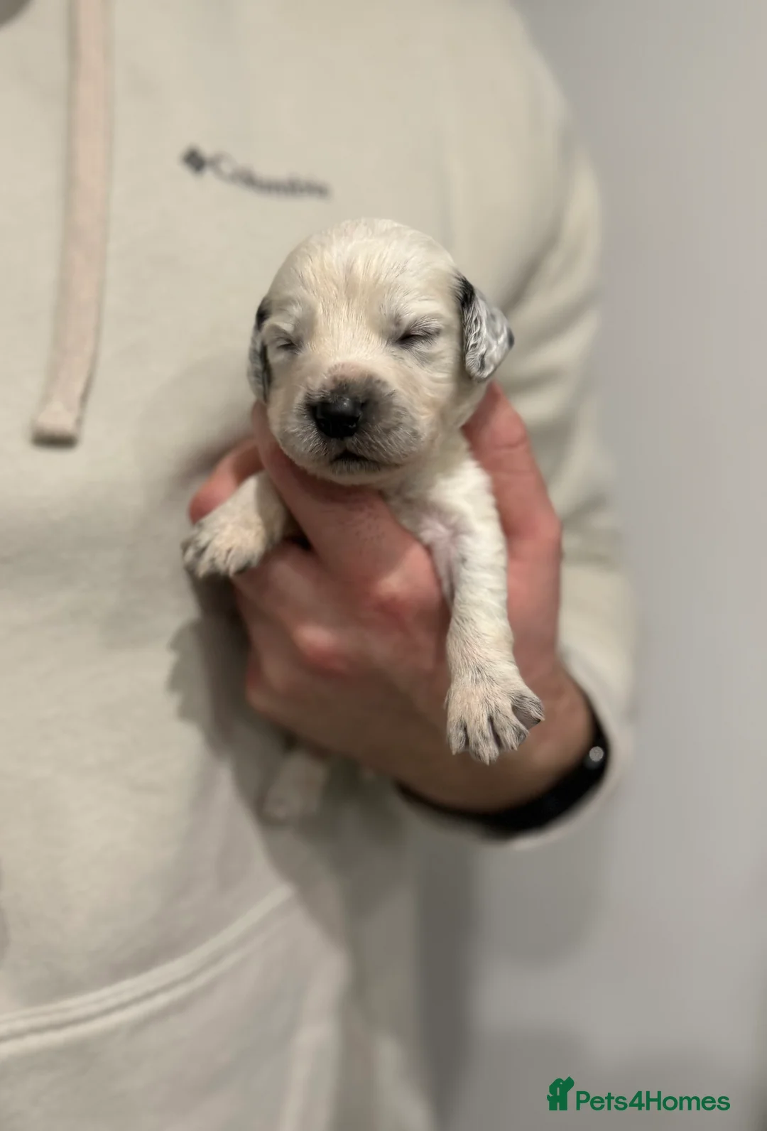 Sprocker dogs for sale: Sprocker pups looking for their forever home 🐶💕 - Advert 2