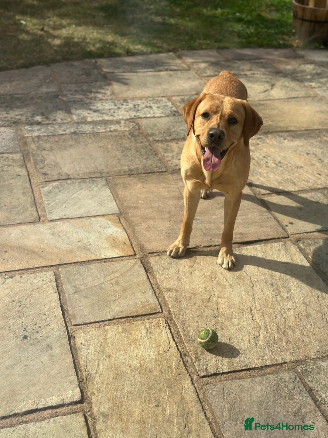 Labrador Retriever dogs for sale: Seb the lab - Image 2