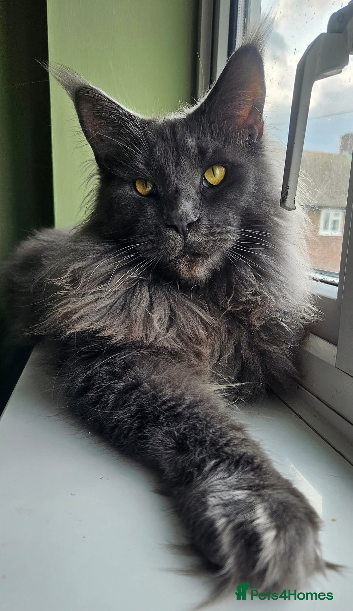 Maine Coon cats Blue Male and Blue Smoke Female - Advert 7