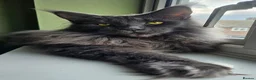 Maine Coon cats for sale: Blue Male and Blue Smoke Female - Advert 1