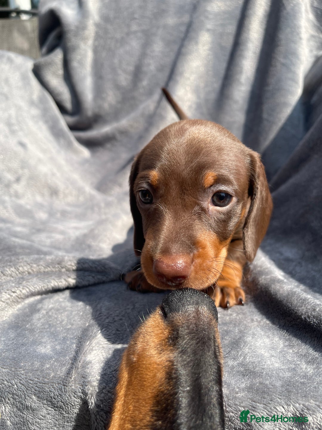 Miniature Dachshund dogs for sale: KC Reg Pedigree Mini Smooth Haired Dachshunds - Image 6