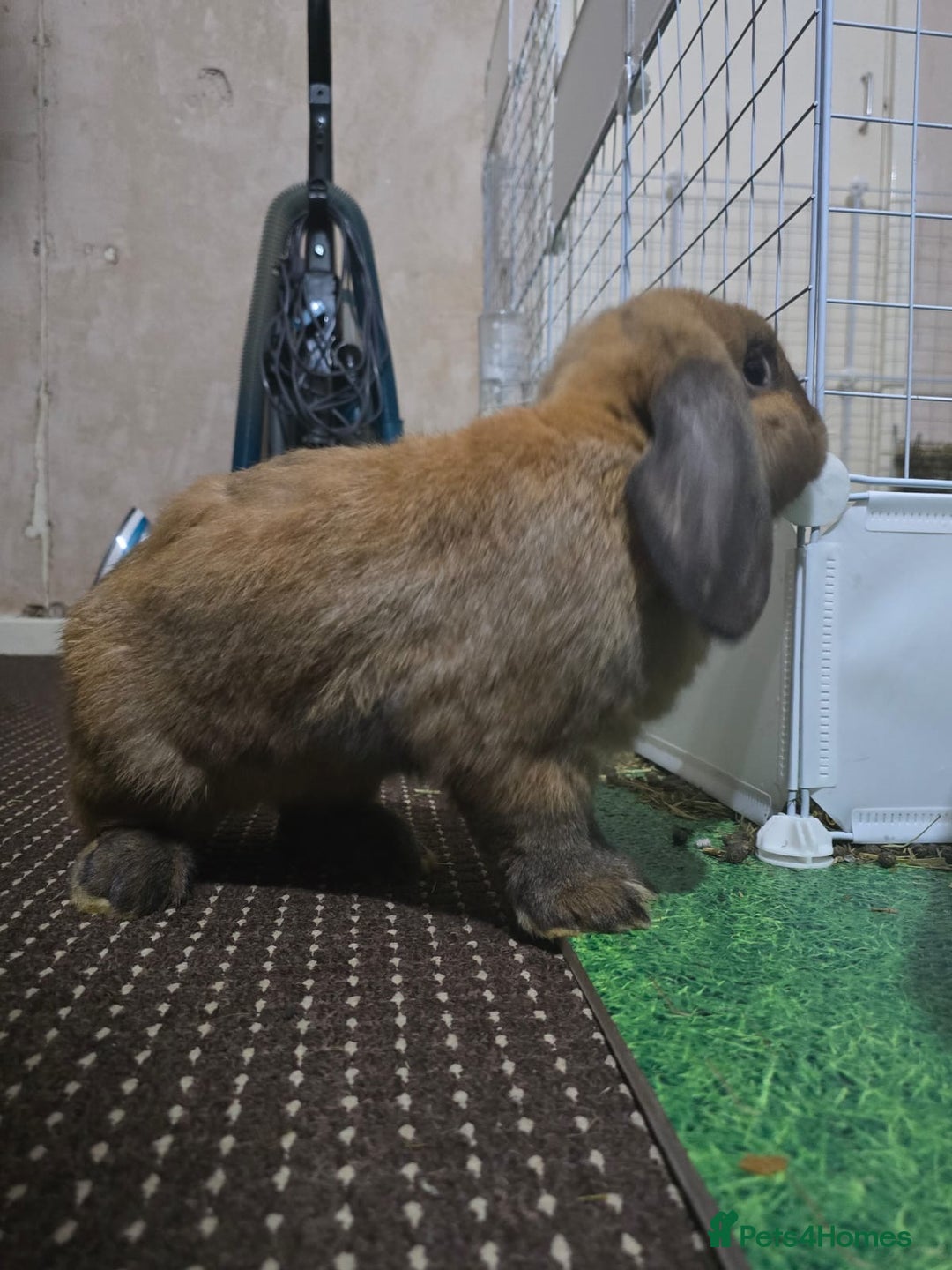 English Lop rabbits for sale: 2 male rabbits who are brothers - Advert 6