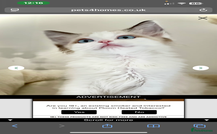 Ragdoll cats - Advert 1