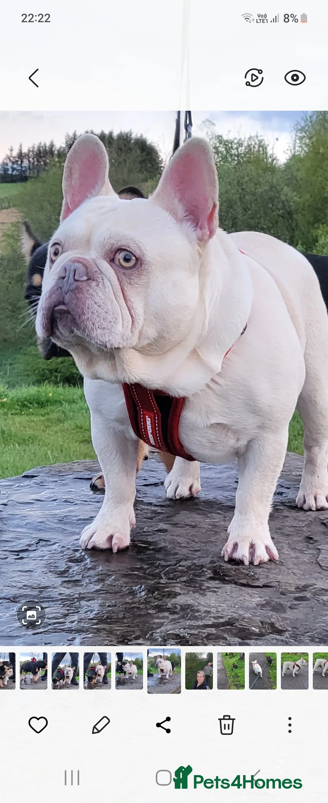French Bulldog dogs for stud:  💥Amazing structure and quality! in Ebbw Vale - Advert 8