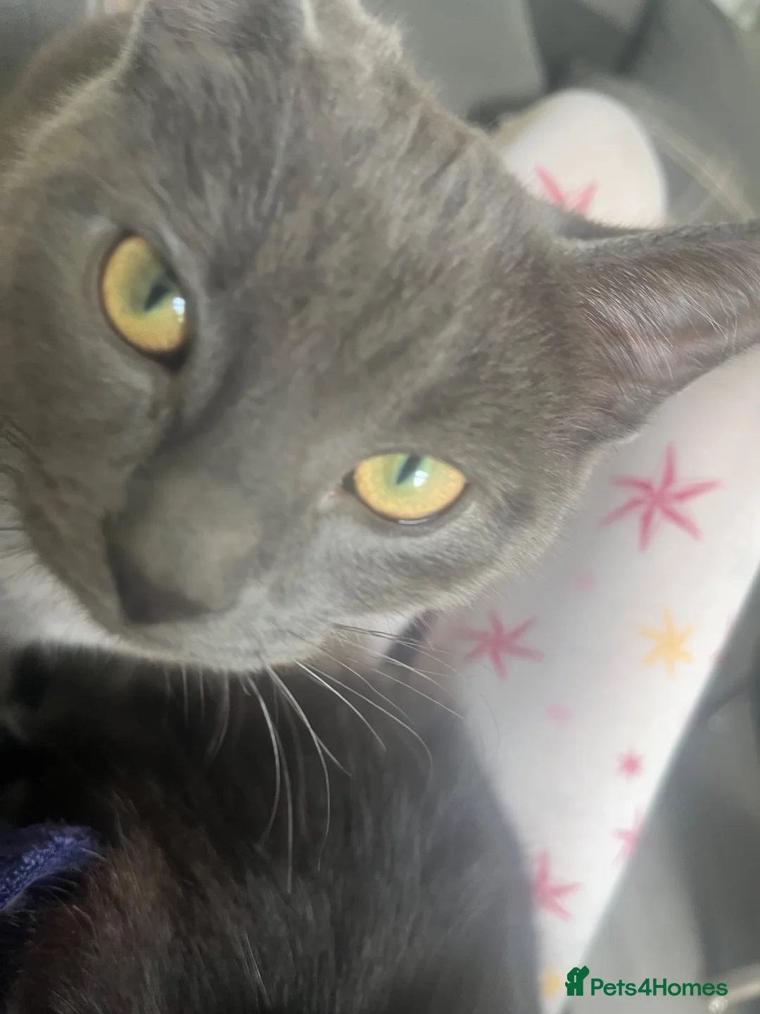 Mixed Breed cats for sale: Dusty - Needs rehoming ASAP - Advert 2