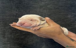 Shar Pei dogs for sale: Shar-pei Puppies - Advert 5