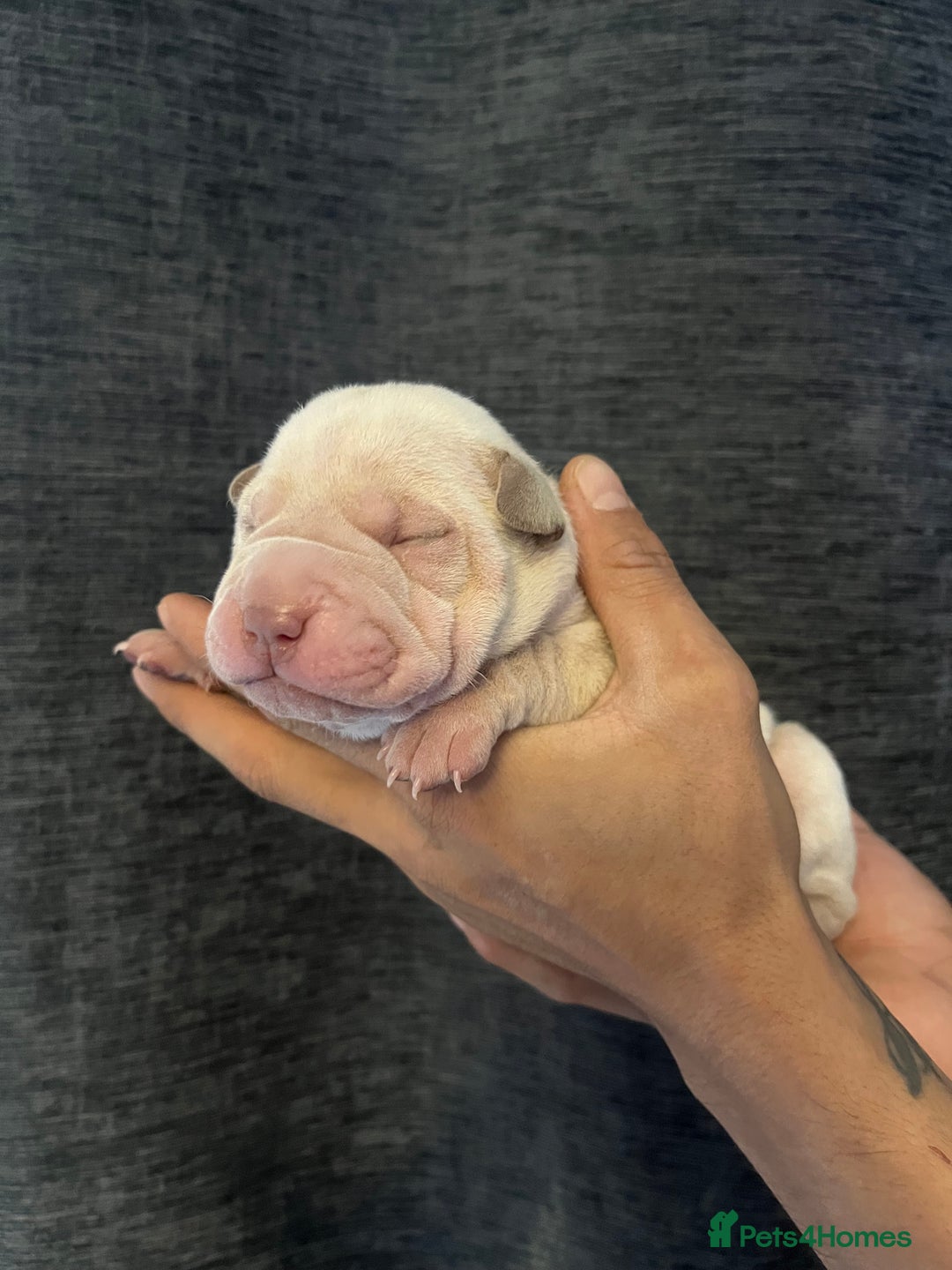 Shar Pei dogs for sale: Shar-pei Puppies - Advert 5