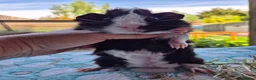 Guinea Pig rodents for sale: Baby male Guinea pigs - Advert 9