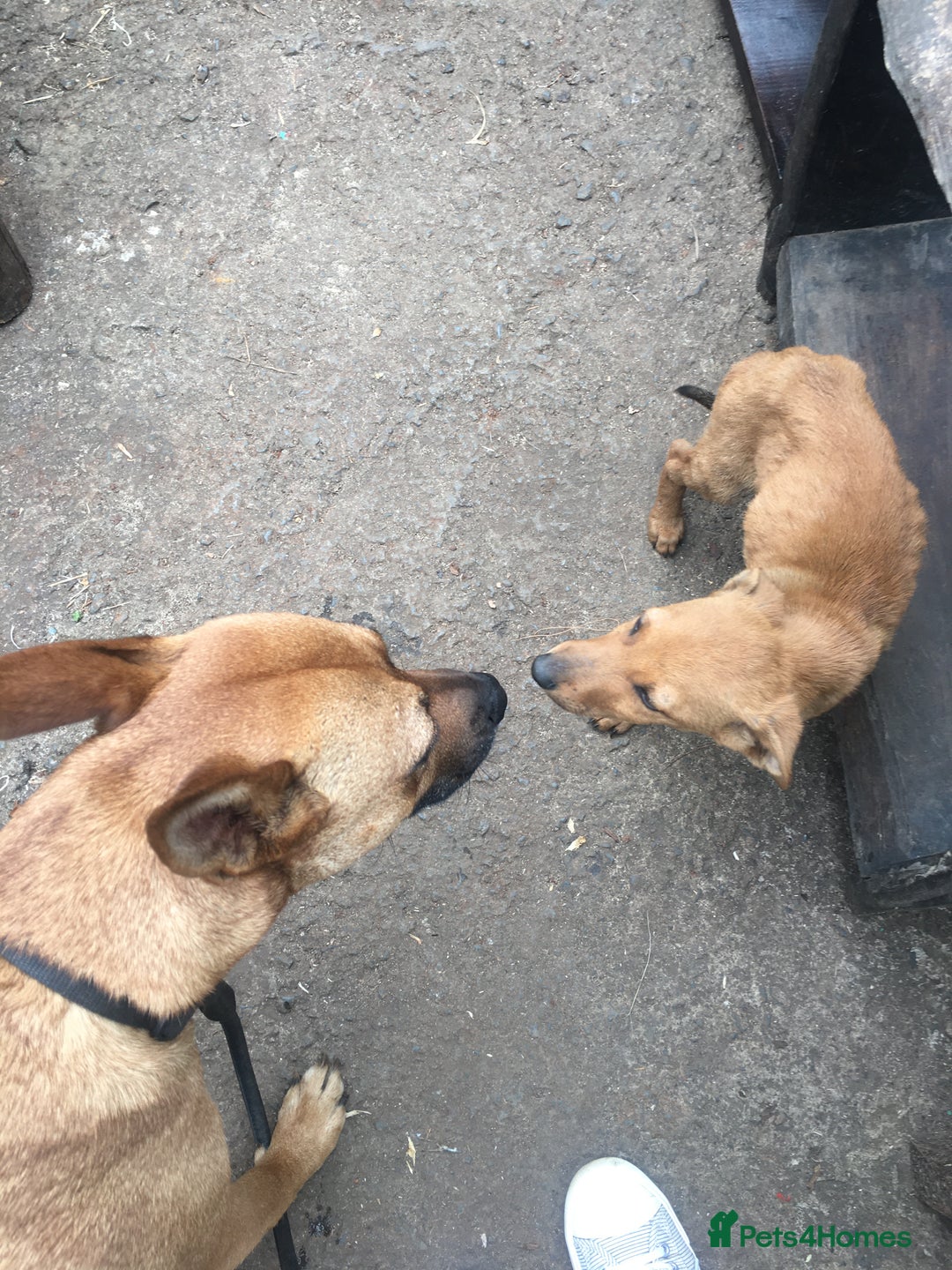 Mixed Breed dogs for adoption: Jimmy is looking for an amazing home - Image 17