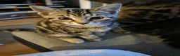 Mixed Breed cats for sale: Kittens looking new loved home in Wisbech - Advert 1
