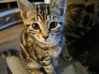 Mixed Breed cats Kittens looking new loved home - Advert 1