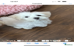 Maltese dogs for sale: Beautiful half Korean Kc reg Maltese  - Image 4