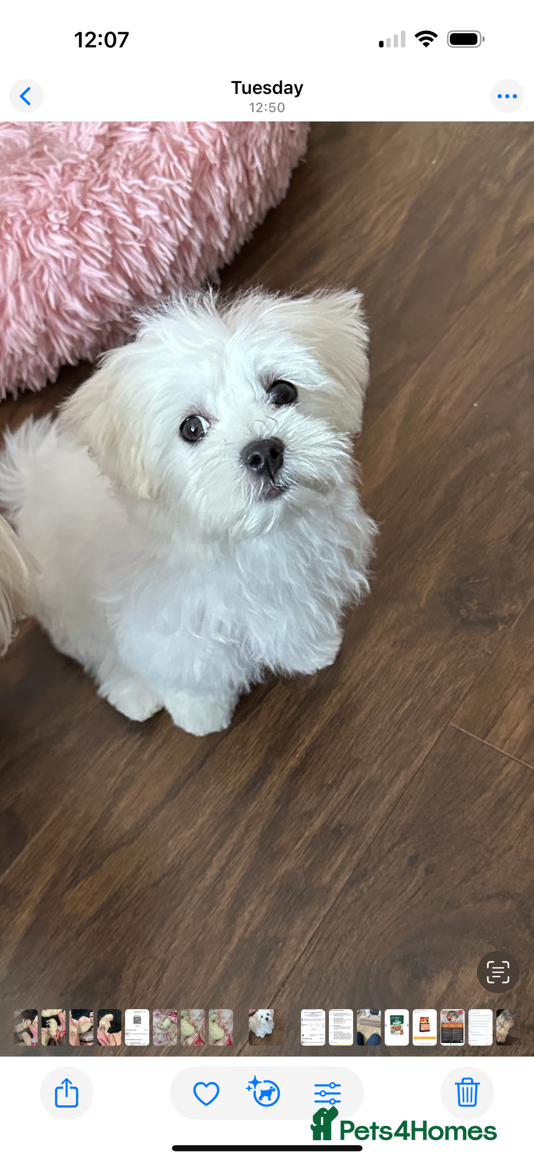 Maltese dogs for sale: Beautiful half Korean Kc reg Maltese  - Image 4