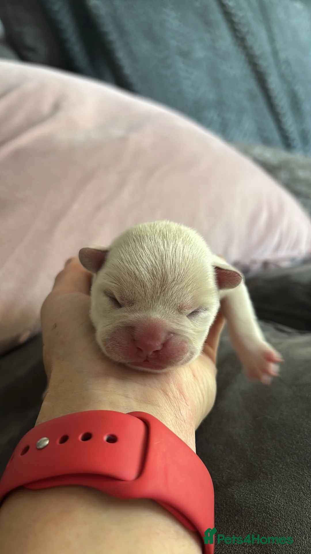 French Bulldog dogs for sale: Frenchie boy in Chesterfield - Advert 2