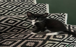 Mixed Breed cats for sale: Last little girl left - Image 1