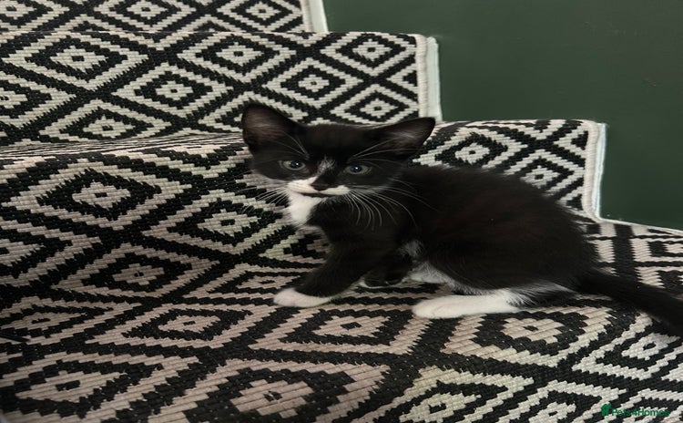 Mixed Breed cats - Advert 11