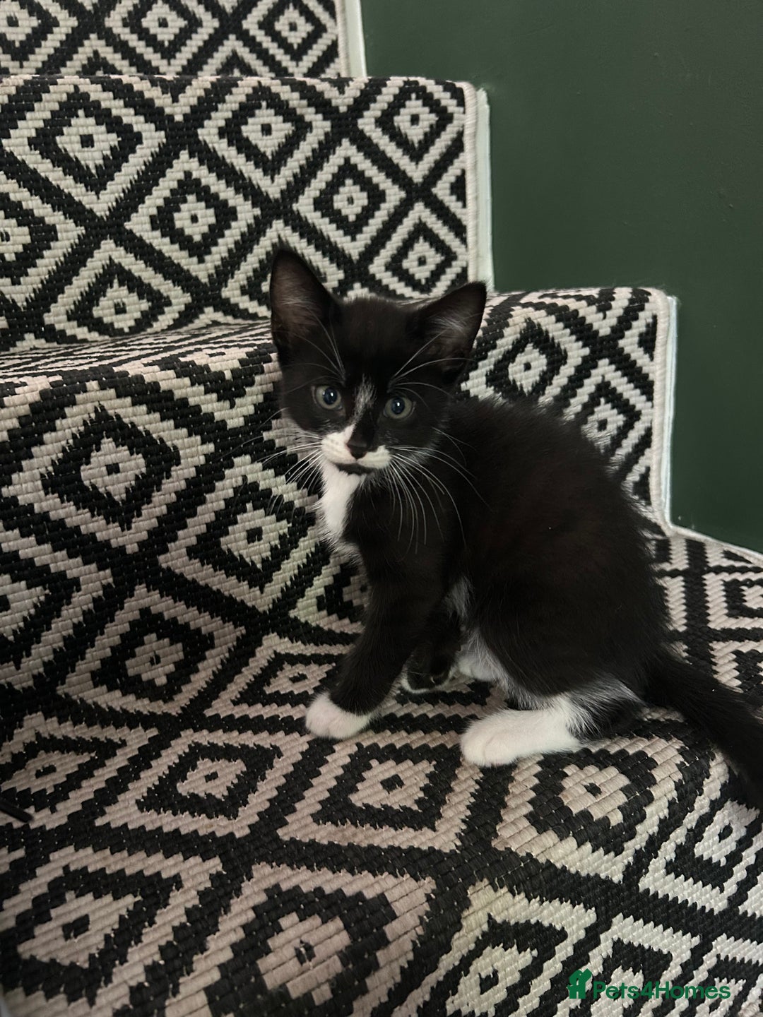 Mixed Breed cats for sale: Last little girl left - Image 1