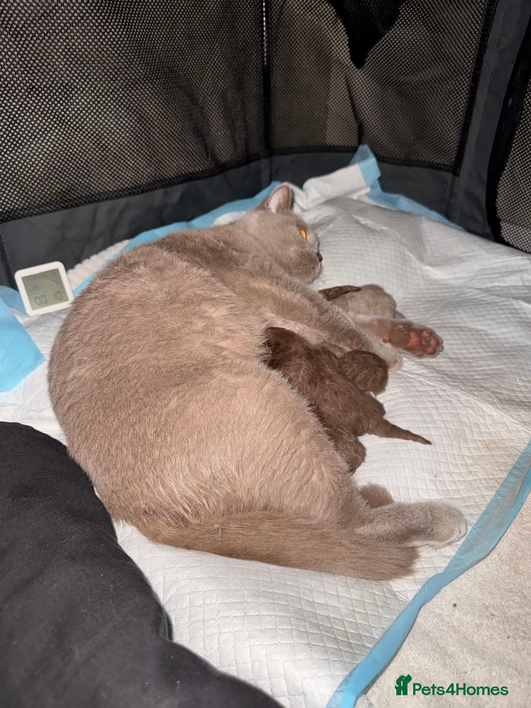 British Shorthair cats for sale: 7 British Shorthair Kittens TICA®️ – Import Lines - Image 33