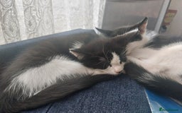 British Shorthair cats for sale: 3 Tuxedo Kittens - 11 weeks - Image 1