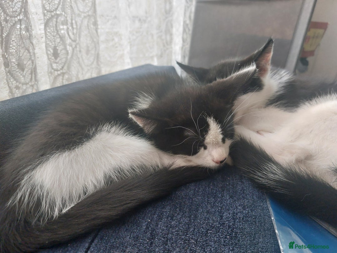 British Shorthair cats for sale: 3 Tuxedo Kittens - 11 weeks - Image 1