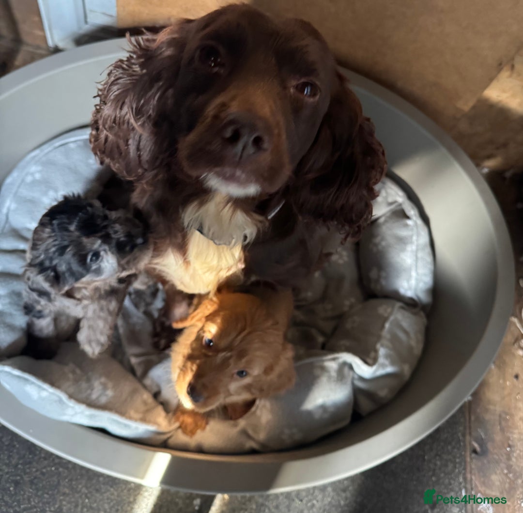 Cockapoo dogs for sale: F1 miniature Cockapoos  - Advert 7