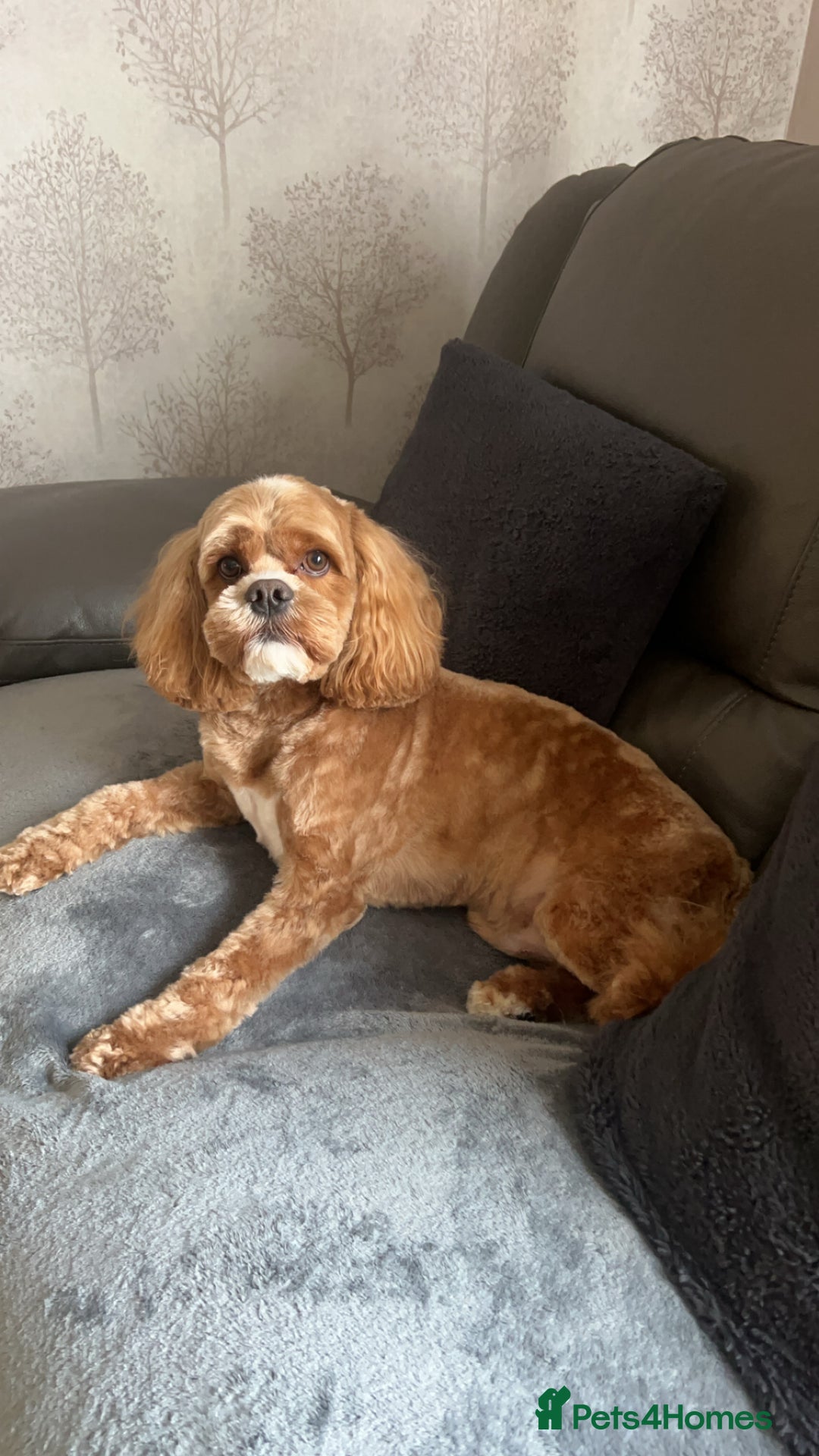 Cockapoo dogs for stud: Chester our F1 Proven cockapoo in Barnsley - Advert 4