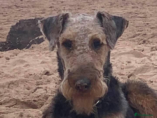 Airedale Terrier dogs Quality Kc registered Airedale terrier puppies - Advert 2