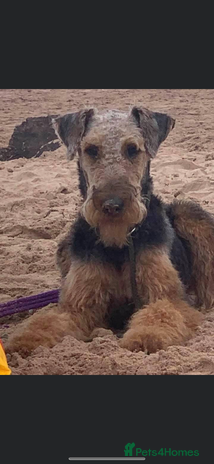 Airedale Terrier dogs Quality Kc registered Airedale terrier puppies - Advert 1