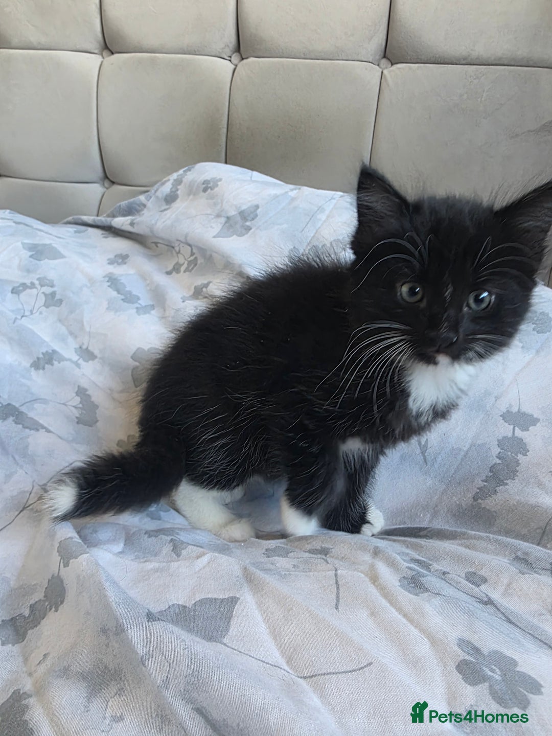 Domestic Shorthair cats for sale: Three beautiful boys ready to leave  - Image 9