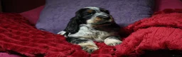 Cocker Spaniel dogs for sale: Health tested parents, Stunning little cherubs - Advert 15