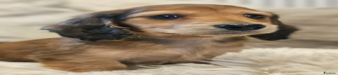 Miniature Dachshund Puppy 5