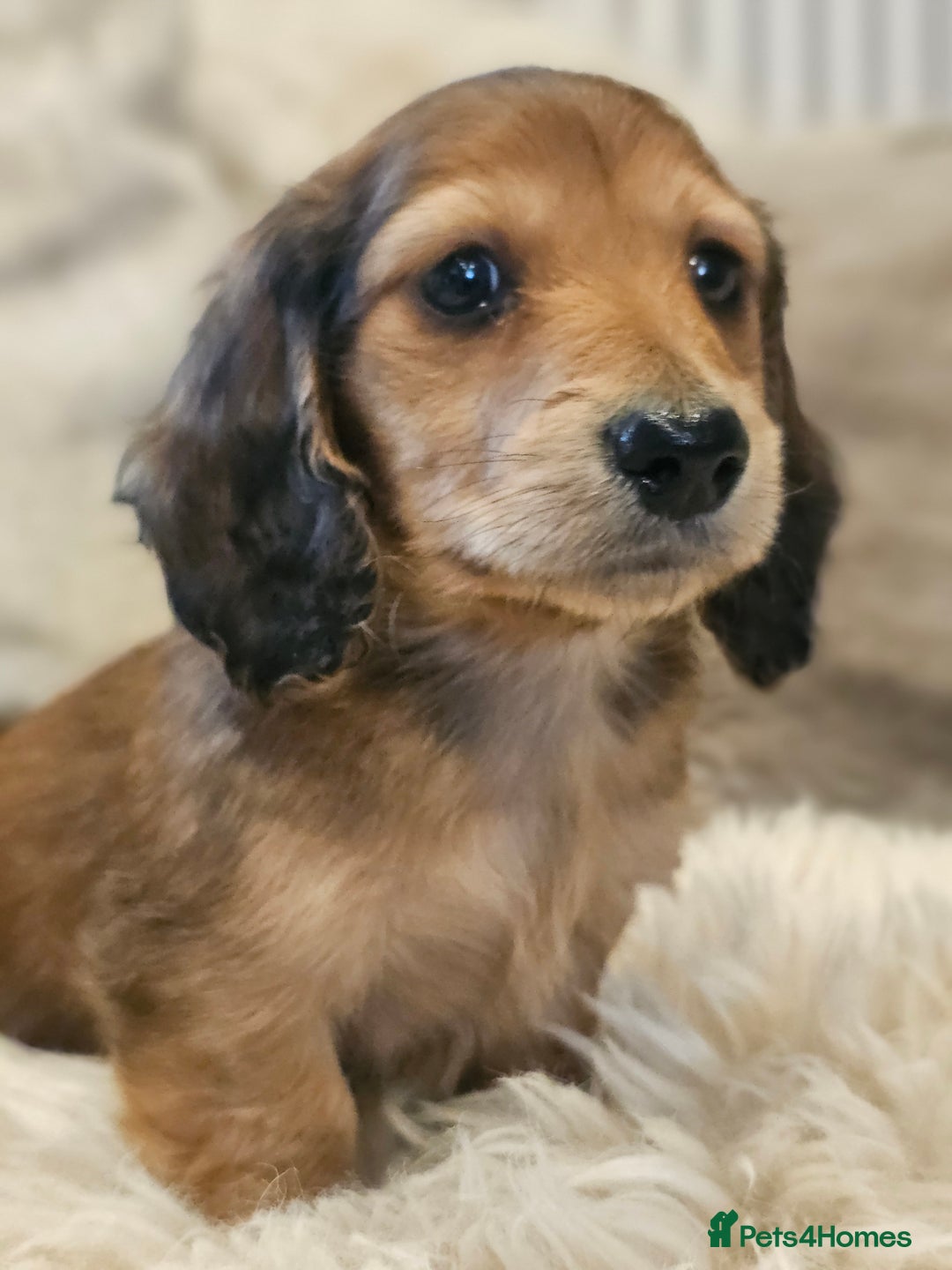 Miniature Dachshund dogs for sale: Longhairedd miniature dachshunds  - Image 7
