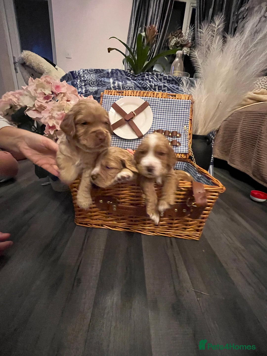 Cocker Spaniel dogs for sale: Pedigree Cocker Spaniels SOLD - Advert 7