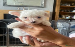Chipoo dogs for sale: Chipoo Girls 💗 - Image 7