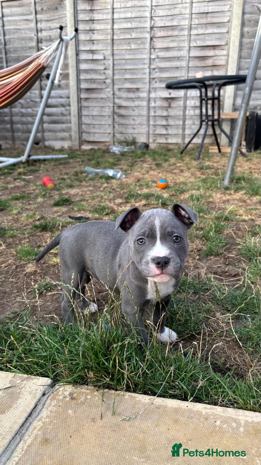 Staffordshire Bull Terrier dogs Blue Staffordshire bull terrier puppies 🐶🐕🐾 - Advert 17