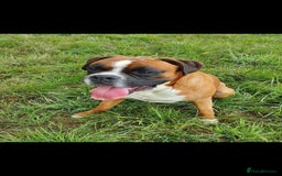 Boxer dogs for stud: Proved heath tested boxer for Stud - Image 5