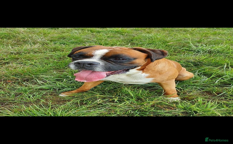 Boxer dogs - Advert 1