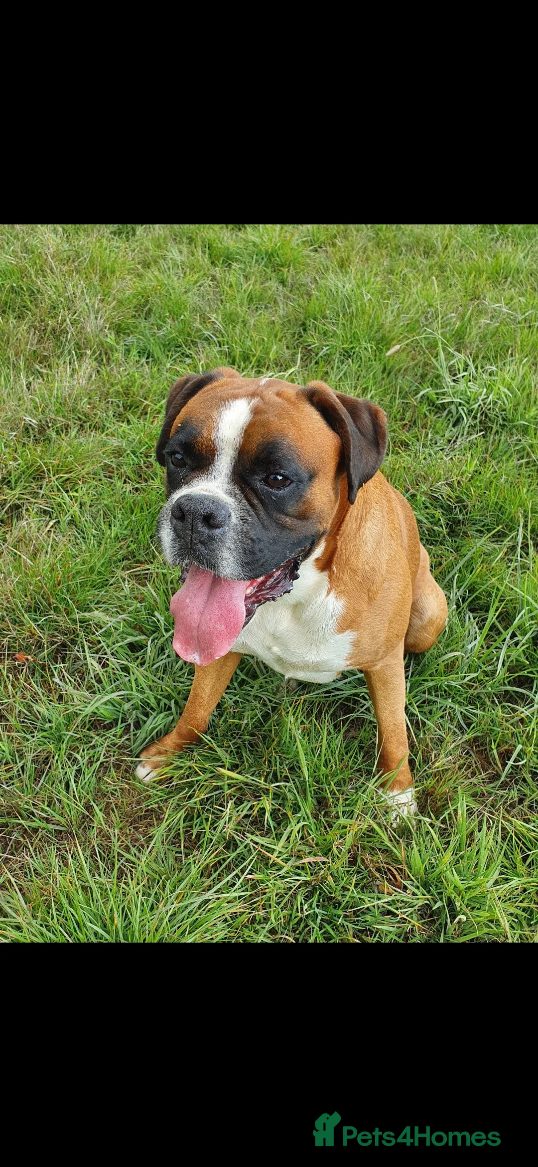 Boxer dogs for stud: Proved heath tested boxer for Stud - Advert 1