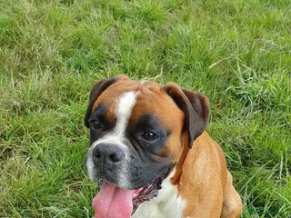Boxer dogs Proved heath tested boxer for Stud - Advert 3